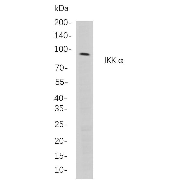 U-Blot® IKK α Rabbit Monoclonal Antibody – Figure 1 of 1