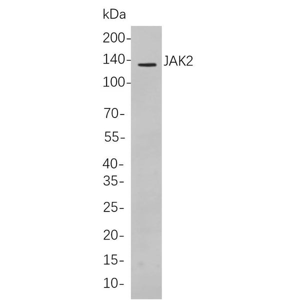 U-Blot® JAK2 Rabbit Monoclonal Antibody – Figure 1 of 1