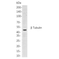 U-Blot® β Tubulin Rabbit Monoclonal Antibody – Figure 1 of 1