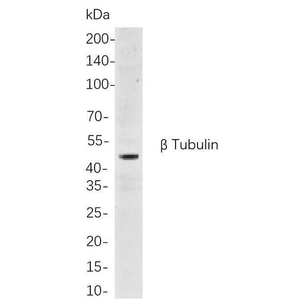 U-Blot® β Tubulin Rabbit Monoclonal Antibody – Figure 1 of 1