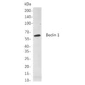 U-Blot® Beclin 1 Rabbit Monoclonal Antibody – Figure 1 of 1