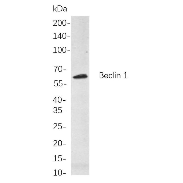 U-Blot® Beclin 1 Rabbit Monoclonal Antibody – Figure 1 of 1
