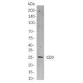 U-Blot® CD9 Rabbit Monoclonal Antibody – Figure 1 of 1