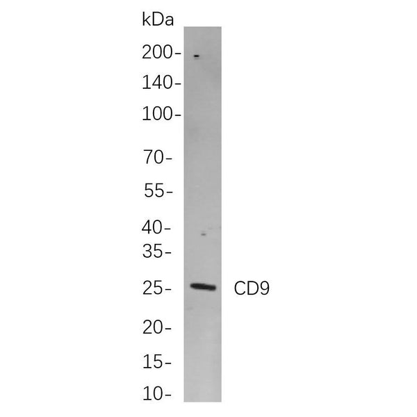 U-Blot® CD9 Rabbit Monoclonal Antibody – Figure 1 of 1