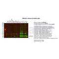 U-Blot® Histone H3 Rabbit Monoclonal Antibody – Figure 1 of 2