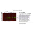 U-Blot® ERK1/2 Rabbit Monoclonal Antibody – Figure 1 of 3