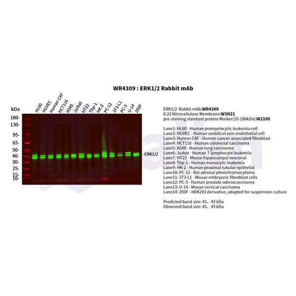 U-Blot® ERK1/2 Rabbit Monoclonal Antibody – Figure 1 of 3