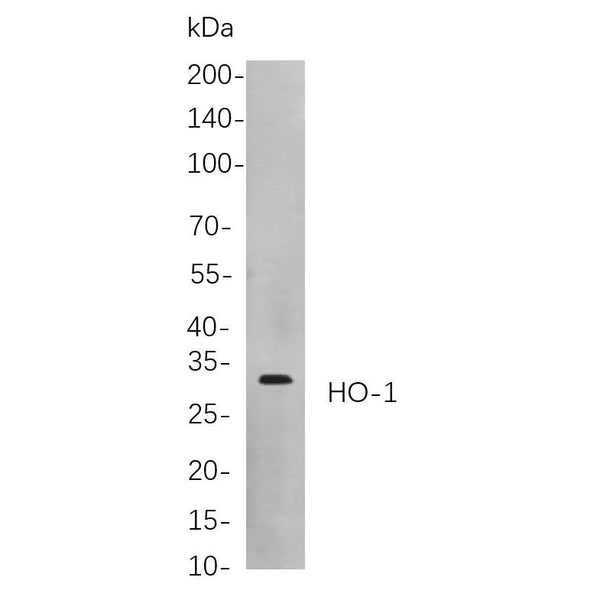 U-Blot® HO-1 Rabbit Monoclonal Antibody – Figure 1 of 1