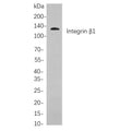 U-Blot® Integrin β1 Rabbit Monoclonal Antibody – Figure 1 of 1