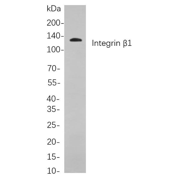 U-Blot® Integrin β1 Rabbit Monoclonal Antibody – Figure 1 of 1
