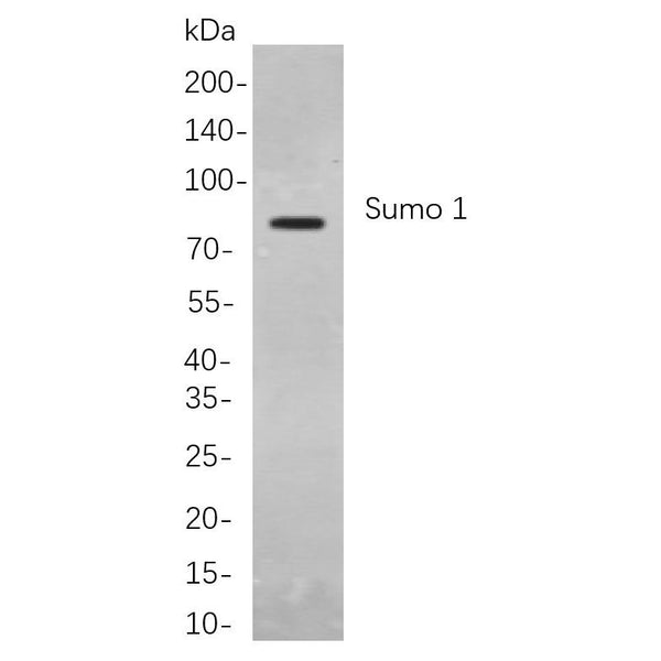 U-Blot® eIF4B Rabbit Monoclonal Antibody – Figure 1 of 1