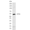U-Blot® ATG5 Rabbit Monoclonal Antibody – Figure 1 of 1