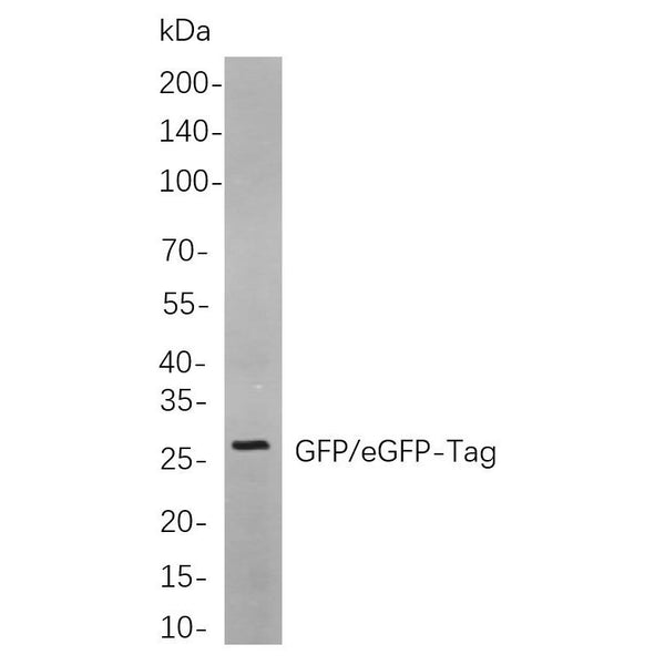 U-Blot® GFP/eGFP-Tag Rabbit Monoclonal Antibody – Figure 1 of 1