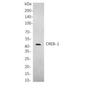 U-Blot® CREB-1 Rabbit Monoclonal Antibody – Figure 1 of 1