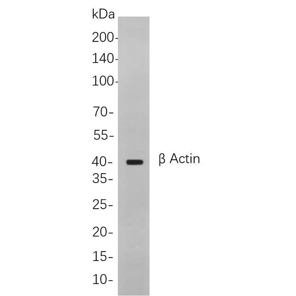 U-Blot® β Actin Rabbit Monoclonal Antibody – Figure 1 of 1