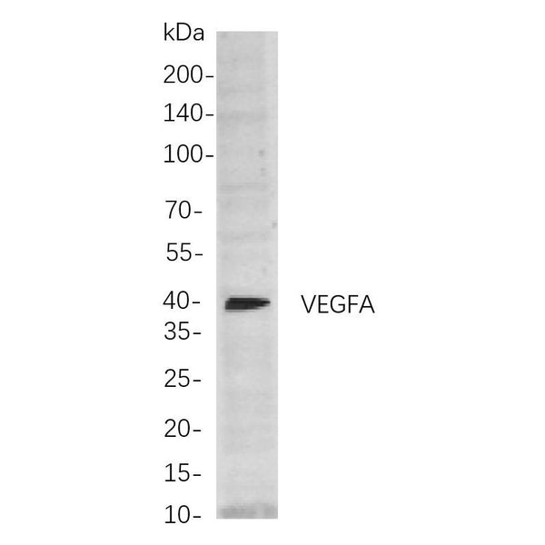 U-Blot® VEGFA Rabbit Monoclonal Antibody – Figure 1 of 1