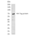 U-Blot® HA-Tag Rabbit Monoclonal Antibody – Figure 1 of 1
