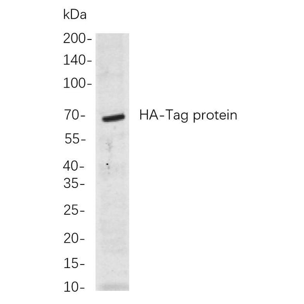 U-Blot® HA-Tag Rabbit Monoclonal Antibody – Figure 1 of 1