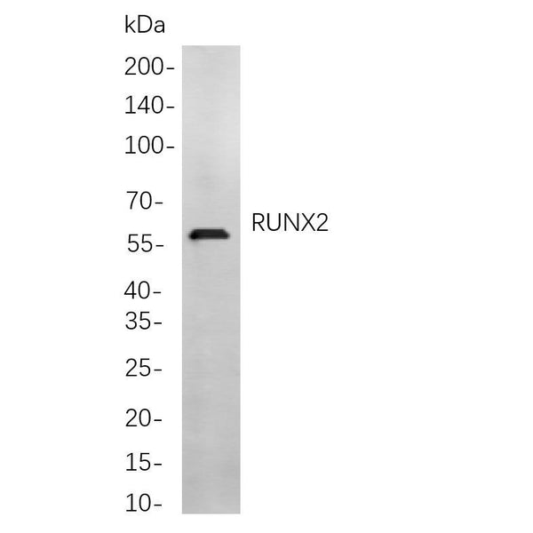 U-Blot® RUNX2 Rabbit Monoclonal Antibody – Figure 1 of 1