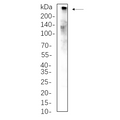 U-Blot® CREBBP Rabbit Monoclonal Antibody – Figure 1 of 1
