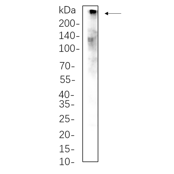 U-Blot® CREBBP Rabbit Monoclonal Antibody – Figure 1 of 1