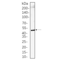 U-Blot® RIP3 Rabbit Monoclonal Antibody (PT0528R) – Figure 1 of 1