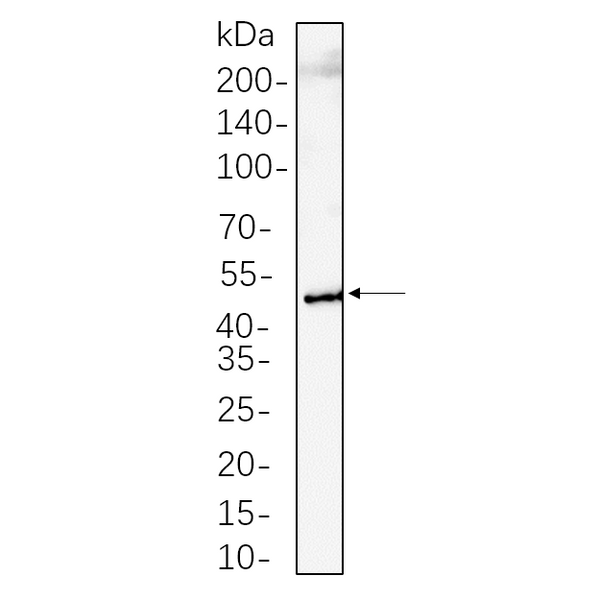 U-Blot® RIP3 Rabbit Monoclonal Antibody (PT0528R) – Figure 1 of 1