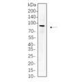 U-Blot® Mitofusin-2 Rabbit Monoclonal Antibody – Figure 1 of 1