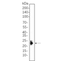 U-Blot® ASC Rabbit Monoclonal Antibody (PT0530R) – Figure 1 of 1