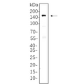 U-Blot® MDR1 Rabbit Monoclonal Antibody – Figure 1 of 1