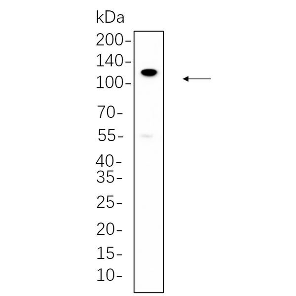U-Blot® PI3-Kinase p110 β Rabbit Monoclonal Antibody – Figure 1 of 1