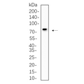 U-Blot® MX1 Rabbit Monoclonal Antibody – Figure 1 of 1