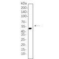 U-Blot® Cytokeratin 20 Rabbit Monoclonal Antibody – Figure 1 of 1