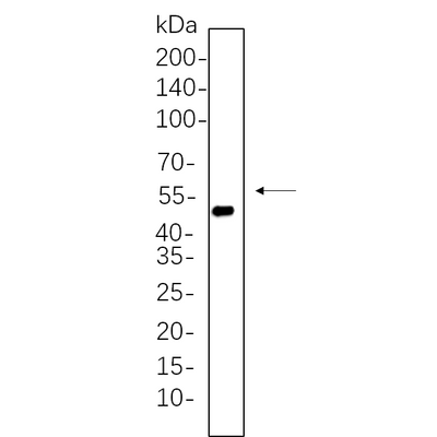 U-Blot® Cytokeratin 20 Rabbit Monoclonal Antibody – Figure 1 of 1
