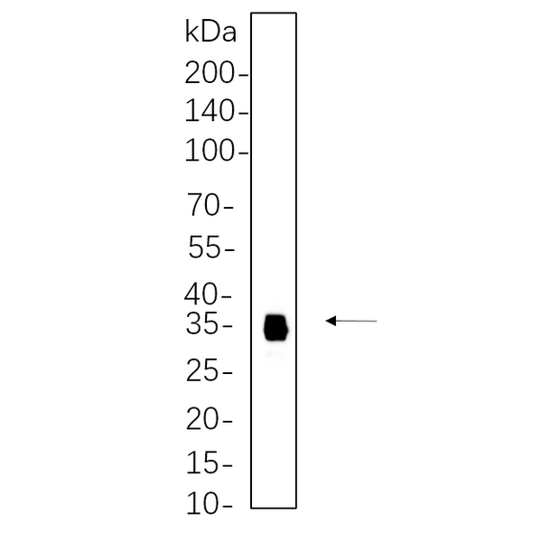 U-Blot® Slug Rabbit Monoclonal Antibody – Figure 1 of 1