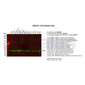 U-Blot® GCLM Rabbit Monoclonal Antibody – Figure 1 of 2