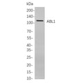 U-Blot® ERK5 Rabbit Monoclonal Antibody – Figure 1 of 1