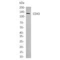 U-Blot® CD43 Rabbit Monoclonal Antibody – Figure 1 of 1