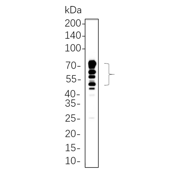 U-Blot® CD63 Rabbit Monoclonal Antibody – Figure 1 of 1