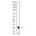 U-Blot® p21 Rabbit Monoclonal Antibody (PT0544R) – Figure 1 of 1