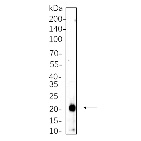 U-Blot® p21 Rabbit Monoclonal Antibody (PT0544R) – Figure 1 of 1