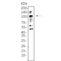 U-Blot® CD68 Rabbit Monoclonal Antibody (PT0547R) – Figure 1 of 1