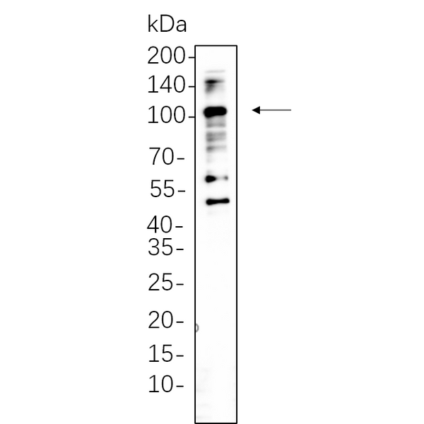 U-Blot® CD68 Rabbit Monoclonal Antibody (PT0547R) – Figure 1 of 1