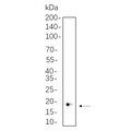 U-Blot® 4E-BP1 Rabbit Monoclonal Antibody – Figure 1 of 1