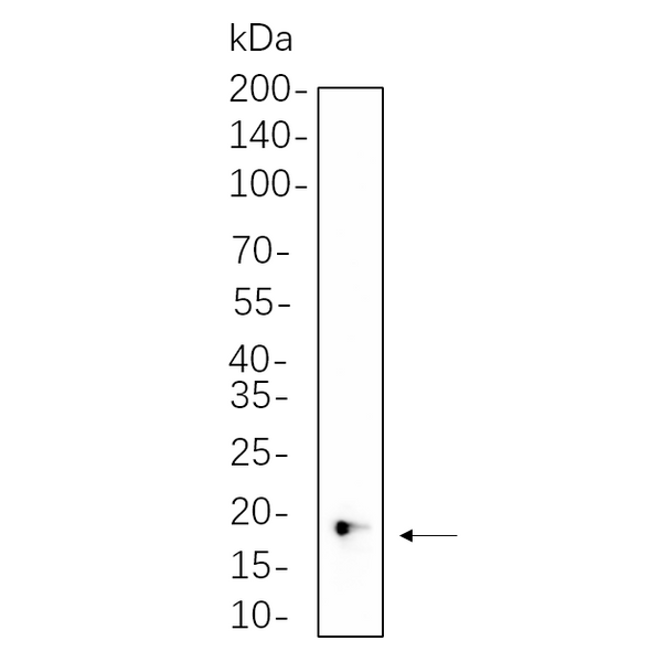 U-Blot® 4E-BP1 Rabbit Monoclonal Antibody – Figure 1 of 1