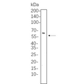 U-Blot® Smad4 Rabbit Monoclonal Antibody – Figure 1 of 1