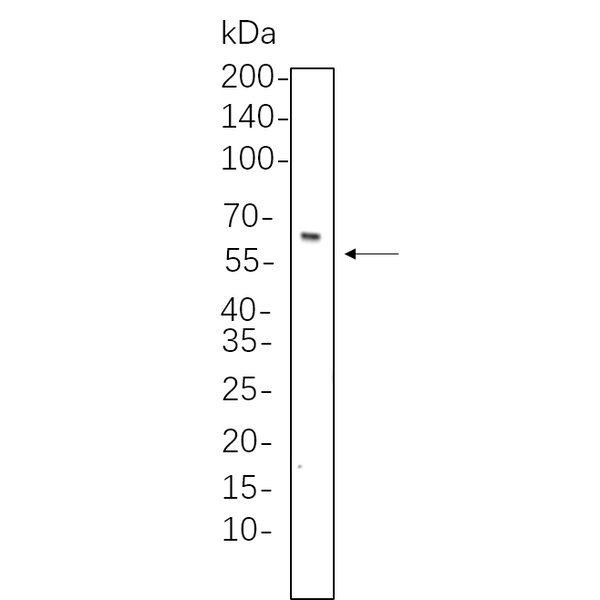 U-Blot® Smad4 Rabbit Monoclonal Antibody – Figure 1 of 1