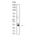 U-Blot® Bak Rabbit Monoclonal Antibody – Figure 1 of 1