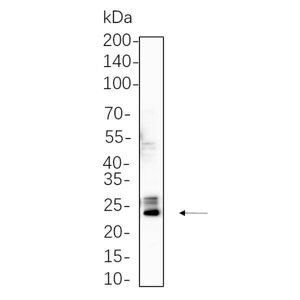 U-Blot® Bak Rabbit Monoclonal Antibody – Figure 1 of 1