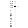 U-Blot® ATP-Citrate Lyase Rabbit Monoclonal Antibody – Figure 1 of 1